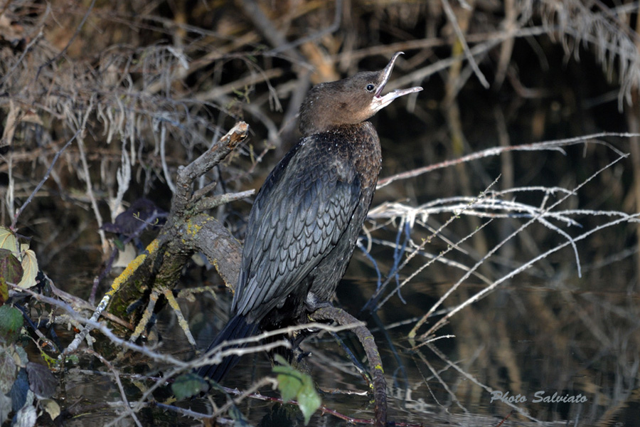 E BASTAAAAAAA!!!! Phalacrocorax pygmaeus